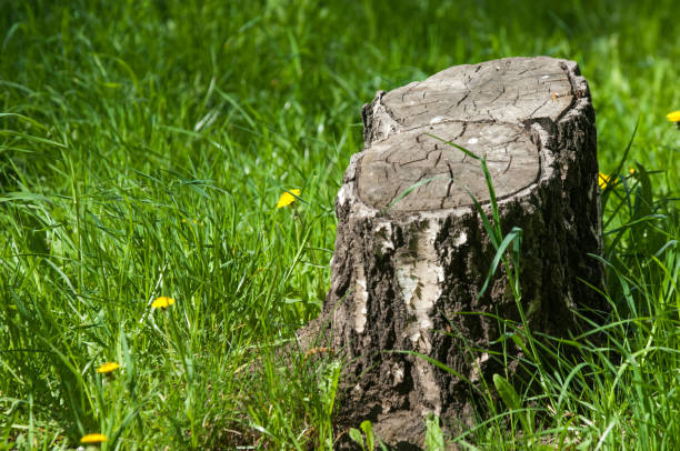 Texture, background, pattern. Landscape spring. An old stump, flowers of a dandelion. Yellow dandelion flowers growing near an old brown wooden stump