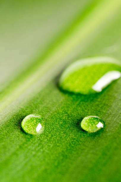 Drops of water on the leaves Indulge in freshness and life. stock photo