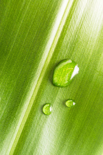 Drops of water on the leaves Indulge in freshness and life. stock photo