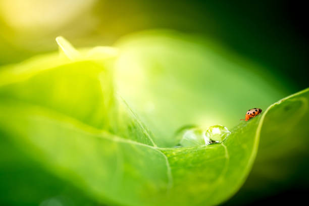 Drops of water on the leaves Indulge in freshness and life. stock photo