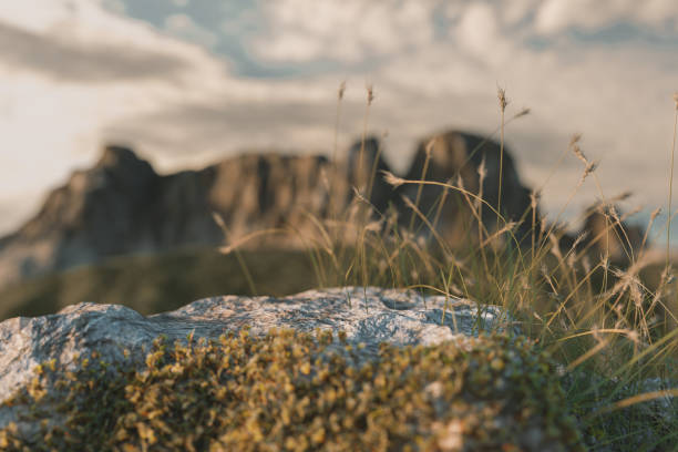 3d rendering of mountain stone with green moss and seeded tall