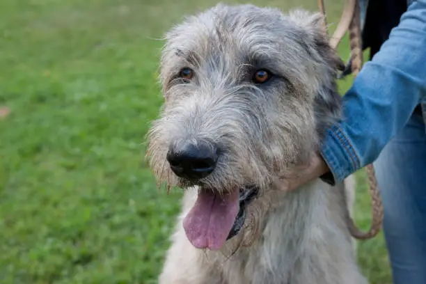 Photo of Large irish wolfhound with his owner. Close up. Pet animals.