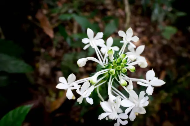 Jasmine flower (Jasminum officinale). close up white Jasmine forest flowers. Angel-hair jasmine,Jasminum multiflorum,Oleaceae,the wild flower in the forest in Thailand.