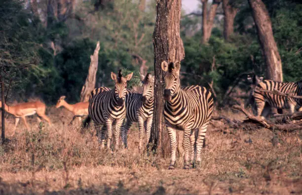 Plains Zebra (Equus burchellii), Kruger National Park, Mpumalanga, South Africa