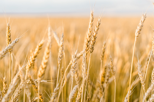 Wheat field. Ears of golden wheat in the evening