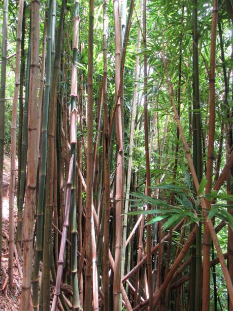 istock Chinese bamboo, bamboo trails and bamboo forest in Hawaii 1035944452