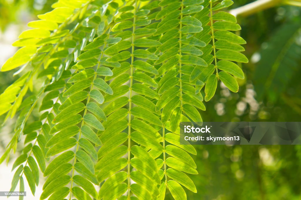 gleditsia triacanthos tai piikikäs heinäsirkka kasvi vihreä lehti - Rojaltivapaa avainsanalla Akaasiapuu ja tyyppiä Kuvapankin valokuva