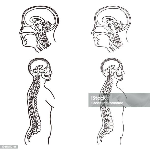Human Body Illustration Of Mri Examination Stock Illustration Biology Diagrams