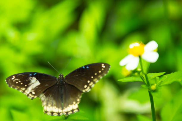 istock butterfly on the flower with blurred background 1035950340