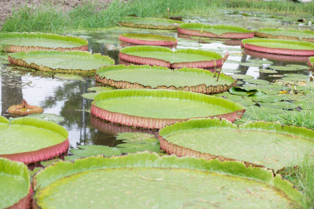 istock Victoria lotus leaves 1035953238