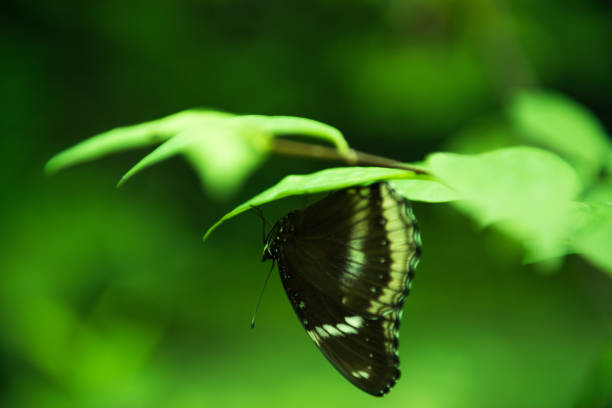 a macro shot of butterfly isolated on green leaves in park