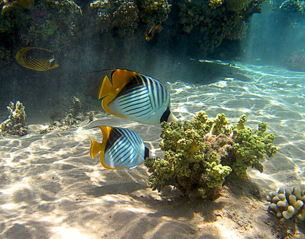 istock Reef fish coral underwater in Ras Mohammed, Egypt, Red Sea 1035957170