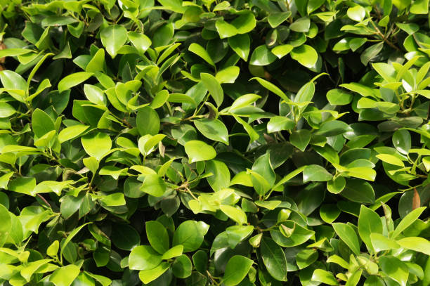 istock Ficus benjamina green foliage background 1035960468