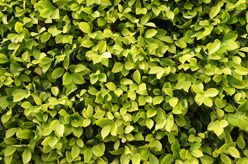 Ficus benjamina green foliage background