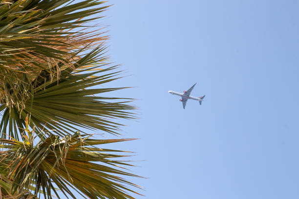 istock Plane flying in blue sky against background palm trees. 1035963634