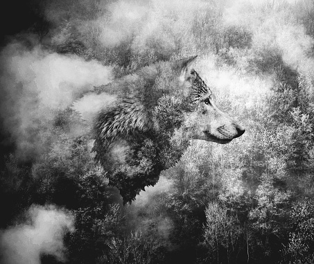 Black and White Collage: Wolf Head and the Misty Forest. Double Exposition.