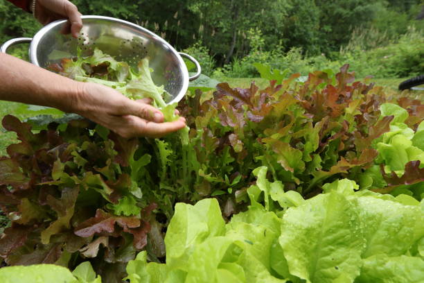 istock Salad leaves in a BC garden 1035963900