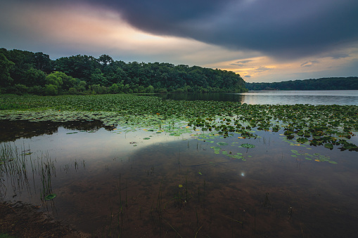 Dramatic sky after a rain storm over the beautiful green lily-pad covered Stone Lake on a summer evening, LaPorte, Indiana