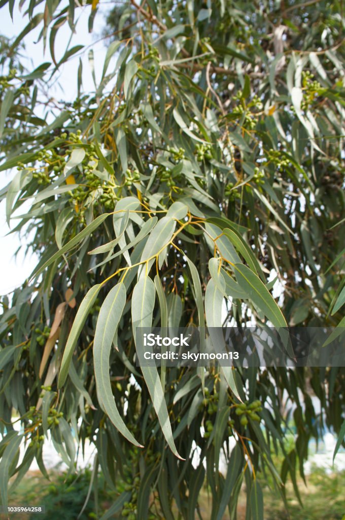 Eucalyptus viminalis or manna gum plant green foliage vertical Eucalyptus Tree Stock Photo