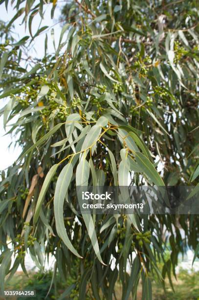 Eucalyptus Viminalis Or Manna Gum Plant Green Foliage Vertical Stock Photo - Download Image Now