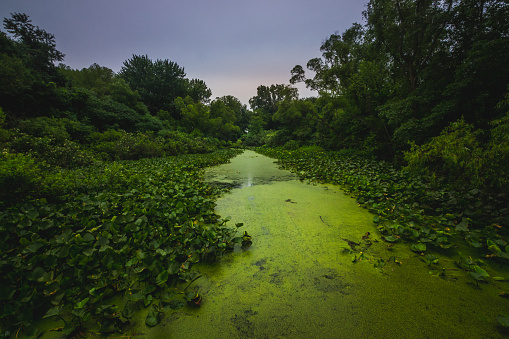 Green lily pads covering Stone Lake with an algae-dense path running through the lake at sunset on a cloudy summer day, LaPorte, Indiana