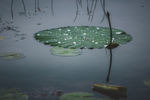 Close up of a lily pad and stem covered with water droplets after a summer storm, Stone Lake, LaPorte, Indiana