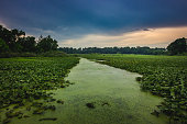 weg-durch-die-seerosen.jpg?b=1&s=170x170&k=20&c=DMICKIkh3FLwh2avGhv7_9VMnOrdnrABeu9H0R3vuDQ=