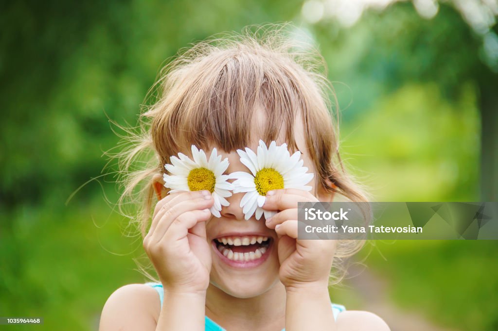 the girl is holding chamomile flowers in her hands. Selective focus. the girl is holding chamomile flowers in her hands. Selective focus. nature. Child Stock Photo