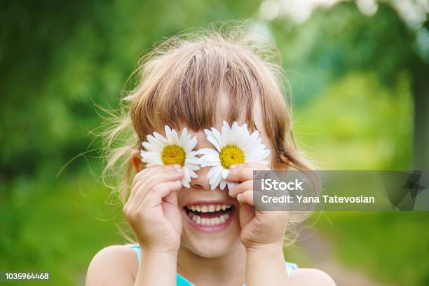 The Girl Is Holding Chamomile Flowers In Her Hands Selective Focus Stock Photo - Download Image Now