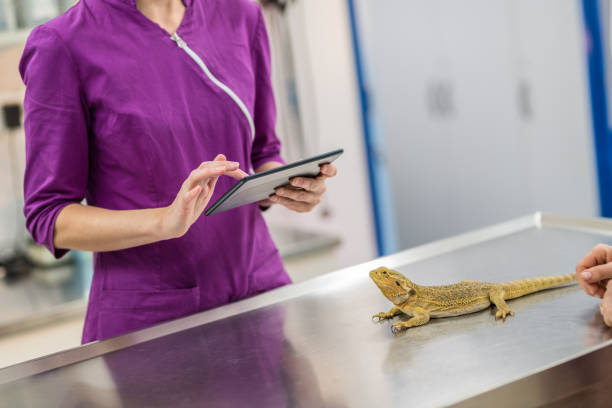 istock Female Veterinarian Doing A Check-up On A Bearded Dragon Lizard 1035964570