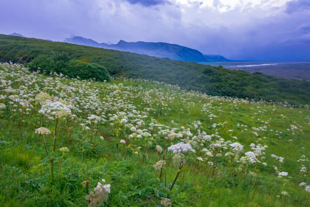istock Skaftafell National Park 1035964642