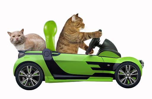 The cat with his friend is in the green open car. White background.