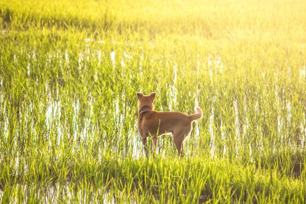Cute dog at pineapple farm against sunset light, Phetchaburi, Thailand. Black and white color process. Pet to watch and take care of farming.