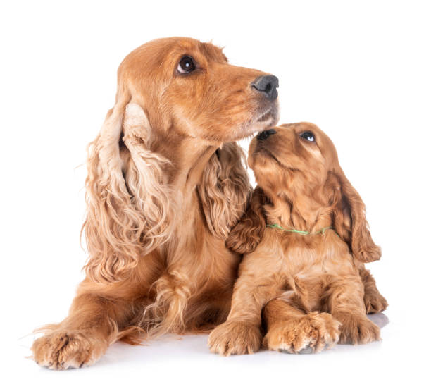 istock puppy cocker spaniel and mother 1035971808