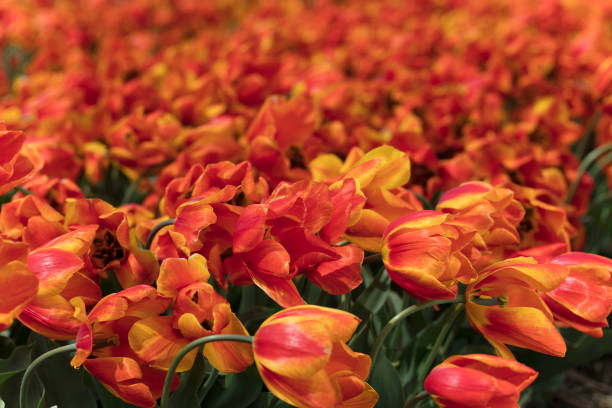 Traditional dutch rural landscape with fields of tulips.