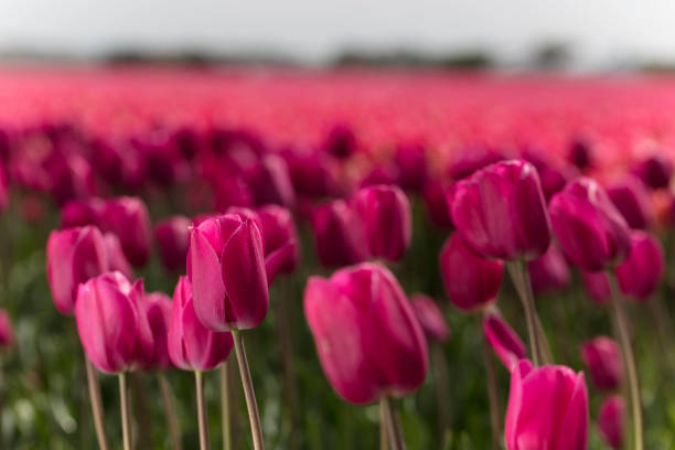 Traditional dutch rural landscape with fields of tulips.