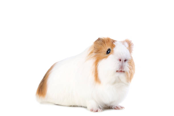 istock Guinea pig isolated on white background 1035974676