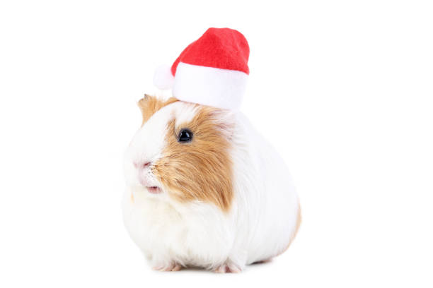 istock Guinea pig with santa hat isolated on white background 1035974704