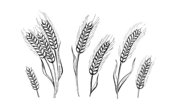 wektorowa ilustracja ręcznie rysować uszy pszenicy. - corn on the cob corn corn crop white background stock illustrations