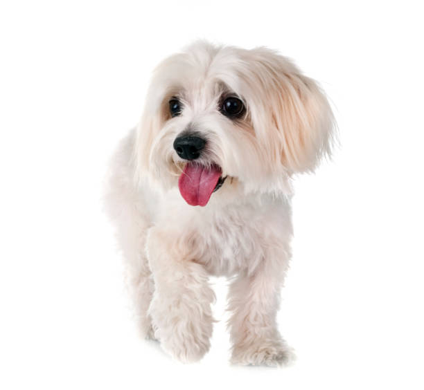 Tulear cotton Coton de Tulear in front of white background coton de tulear stock pictures, royalty-free photos & images