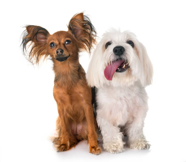 istock Russkiy Toy and Cotton from Tulear 1035977466