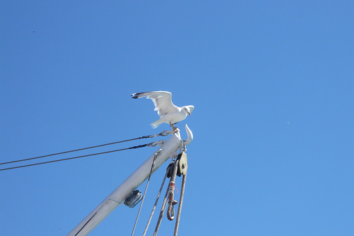 A seagull just landed on a sailboat, might have been drying its wings