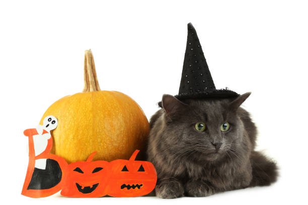 istock Beautiful gray cat in hat with pumpkin isolated on white 1035977870