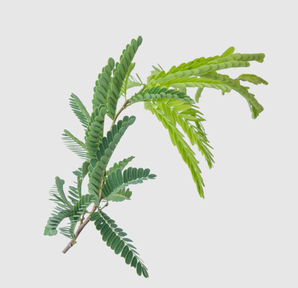 istock Tamarind leaves isolated on gray background with clipping path. 1035978714