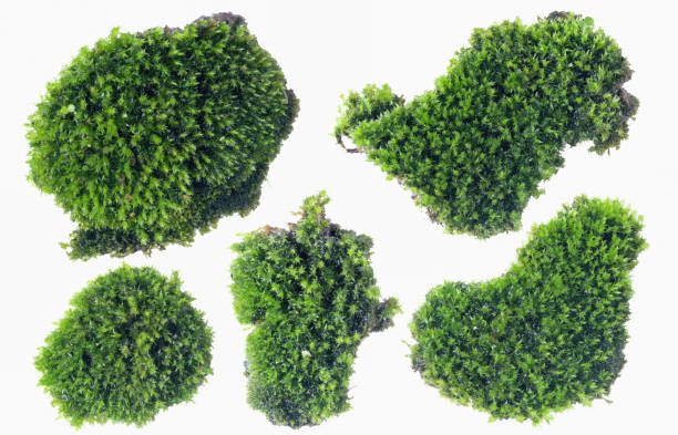 Green moss isolated on white background close up