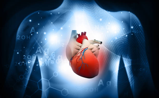 3d human heart  medical anatomy stock photo