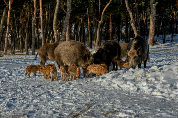istock Eurasian wild boar (Sus scrofa) in natural environment, Poland 1035982128
