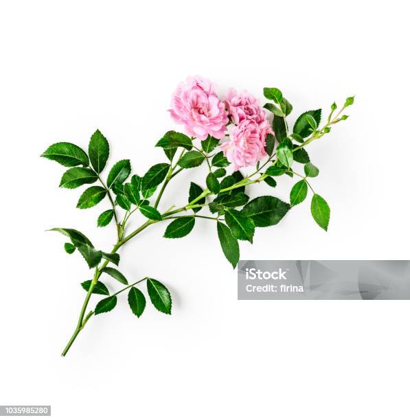 Photo libre de droit de Rose Roses banque d'images et plus d'images libres de droit de Rose - Fleur - Rose - Fleur, Objet ou sujet détouré, Fleur - Flore