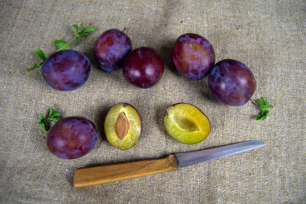 plums and fresh mint on the background of sacking. There is a knife next to it stock photo