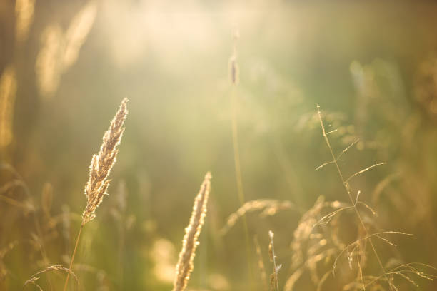 istock Dry plants in the rays of the setting sun 1035989170